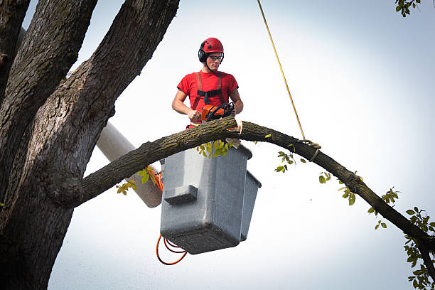 Best Emergency Tree Removal  in Mountain Lodge Park, NY